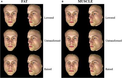 The Influence of Body Composition Effects on Male Facial Masculinity and Attractiveness